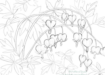 Bleeding Hearts